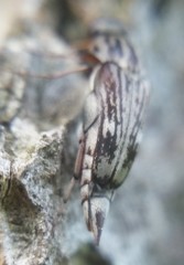 Tomoxia lineella