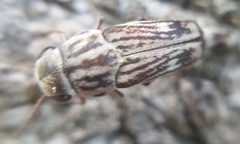 Tomoxia lineella