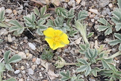 Potentilla acaulis