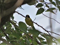 Geothlypis flavovelata