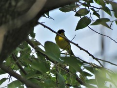 Geothlypis flavovelata