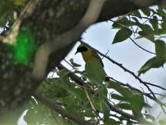 Geothlypis flavovelata