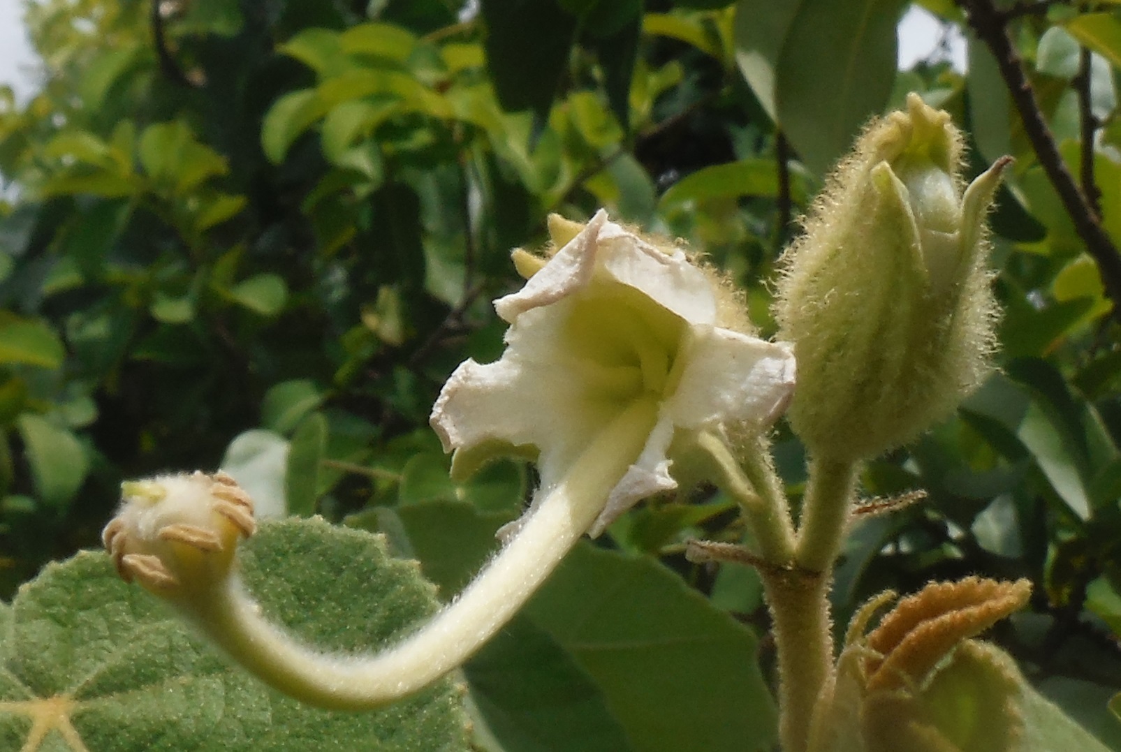 Helicteres jamaicensis