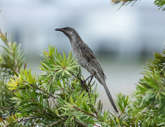 Little Wattlebird photo 4