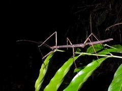 Pseudosermyle phalangiphora