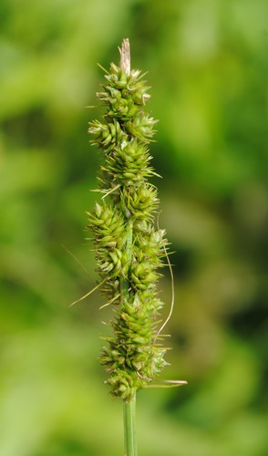 Image of Carex annectens by (c) Zihao Wang, some rights reserved (CC BY)