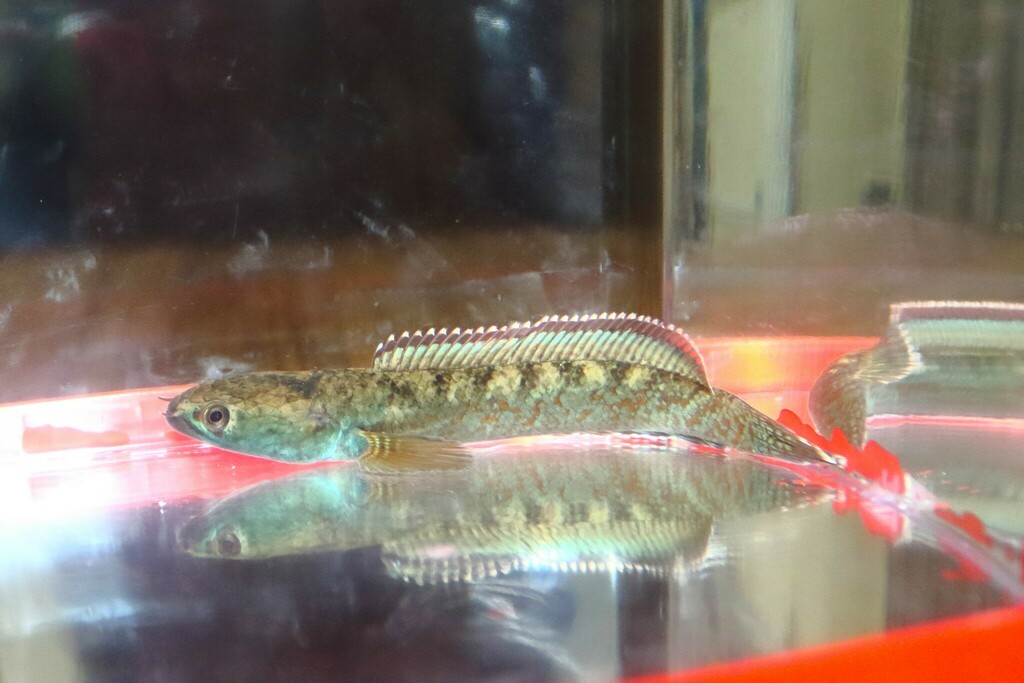 Red Mosaic Snakehead