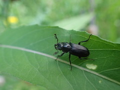 Platycerus depressus