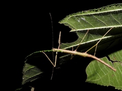 Pseudosermyle phalangiphora