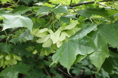 Acer laetum