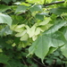 Cappadocian Maple - Photo (c) mallaliev, some rights reserved (CC BY-NC), uploaded by mallaliev
