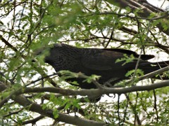 Crotophaga sulcirostris