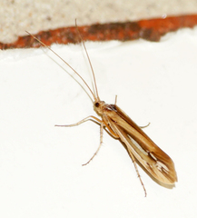 Limnephilus ornatus