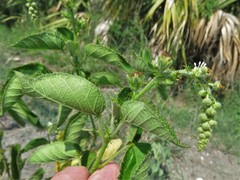 Croton ciliatoglandulifer