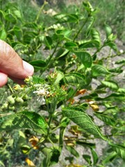 Croton ciliatoglandulifer