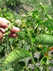 Croton ciliatoglandulifer