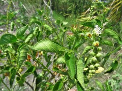 Croton ciliatoglandulifer