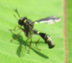 Physocephala marginata