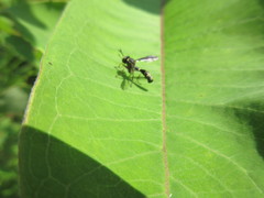 Physocephala marginata