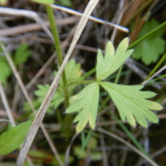 Potentilla biennis