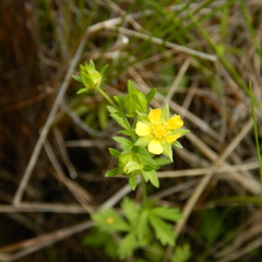 Potentilla biennis