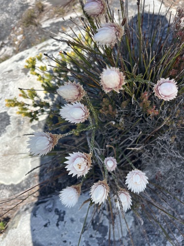 Image of Edmondia pinifolia by (c) Elliot Greiner, some rights reserved (CC BY)