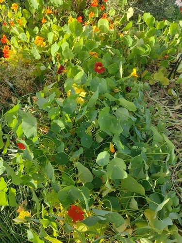 garden nasturtium