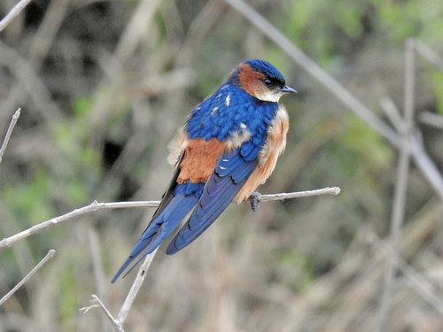 African red-rumped swallow