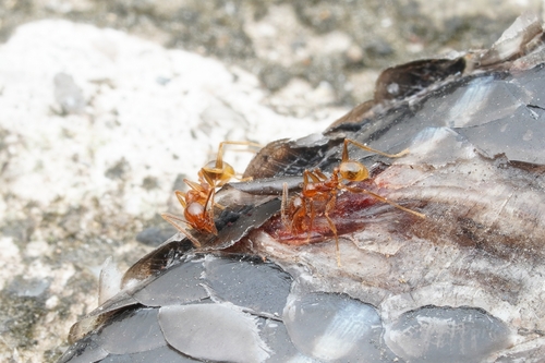 赭色大头蚁Pheidole ochracea