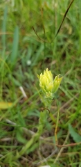 Castilleja mogollonica