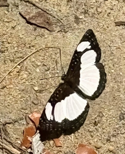 Neptis kikideli