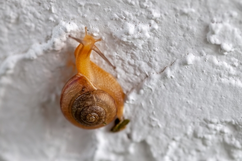 Bradybaena similaris image