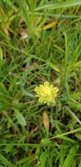 Castilleja mogollonica