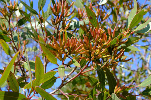 Eucalyptus tumida 2