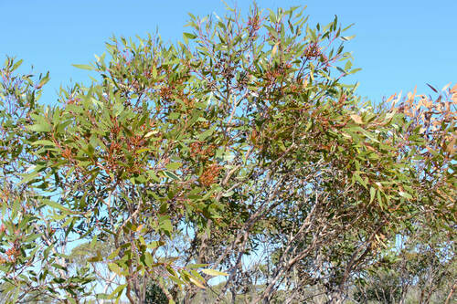 Eucalyptus tumida