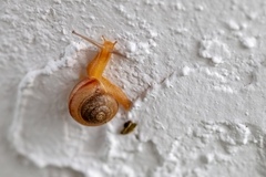 Bradybaena similaris image