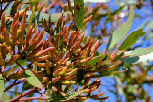 Image of Eucalyptus tumida by (c) Peter Crowcroft, some rights reserved (CC BY)