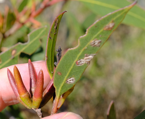 Image of Eucalyptus tumida by (c) Peter Crowcroft, some rights reserved (CC BY)