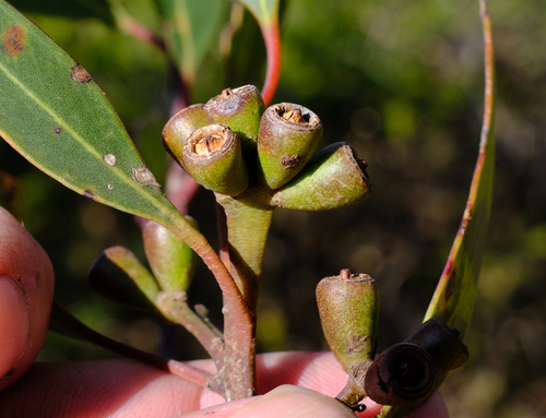 Image of Esperance Plains Mallee (Eucalyptus tumida) by (c) Peter Crowcroft, some rights reserved (CC BY)