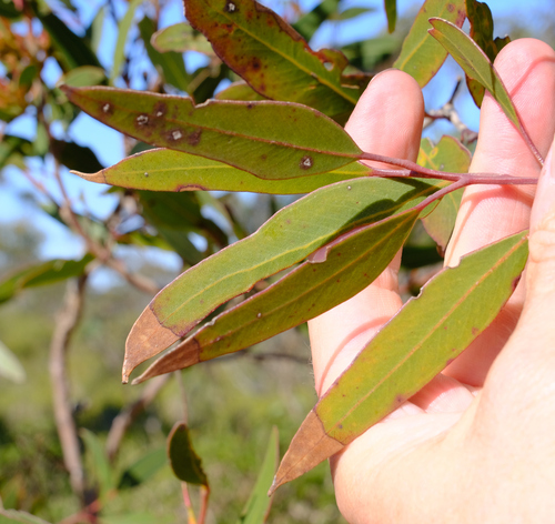 Image of Eucalyptus tumida by (c) Peter Crowcroft, some rights reserved (CC BY)