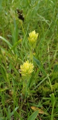 Castilleja mogollonica