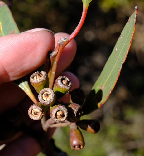 Image of Esperance Plains Mallee (Eucalyptus tumida) by (c) Peter Crowcroft, some rights reserved (CC BY)