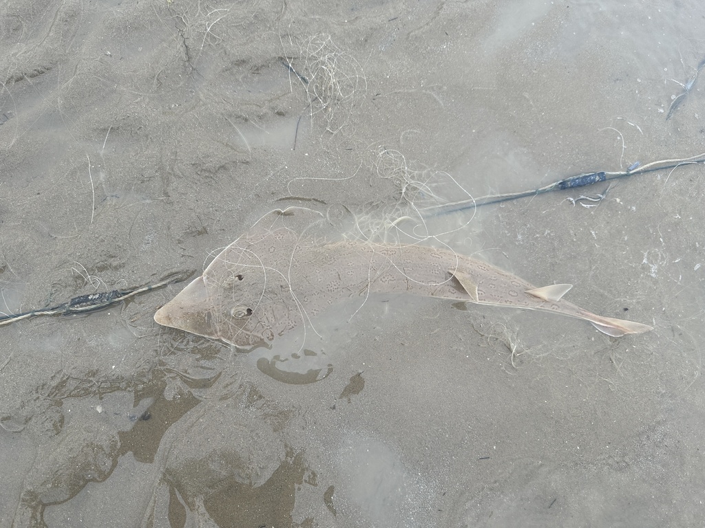 Angel guitarfish (Rhinobatos hynnicephalus) — Rhinobatidae