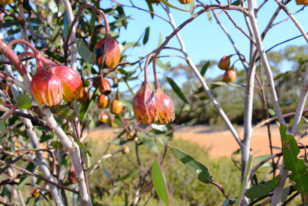 Eucalyptus forrestiana; photograph (c) Peter Crowcroft, some rights reserved (CC BY)