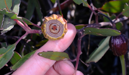 Image of Flat-Budded Fuchsia Gum (Eucalyptus forrestiana) by (c) Peter Crowcroft, some rights reserved (CC BY)