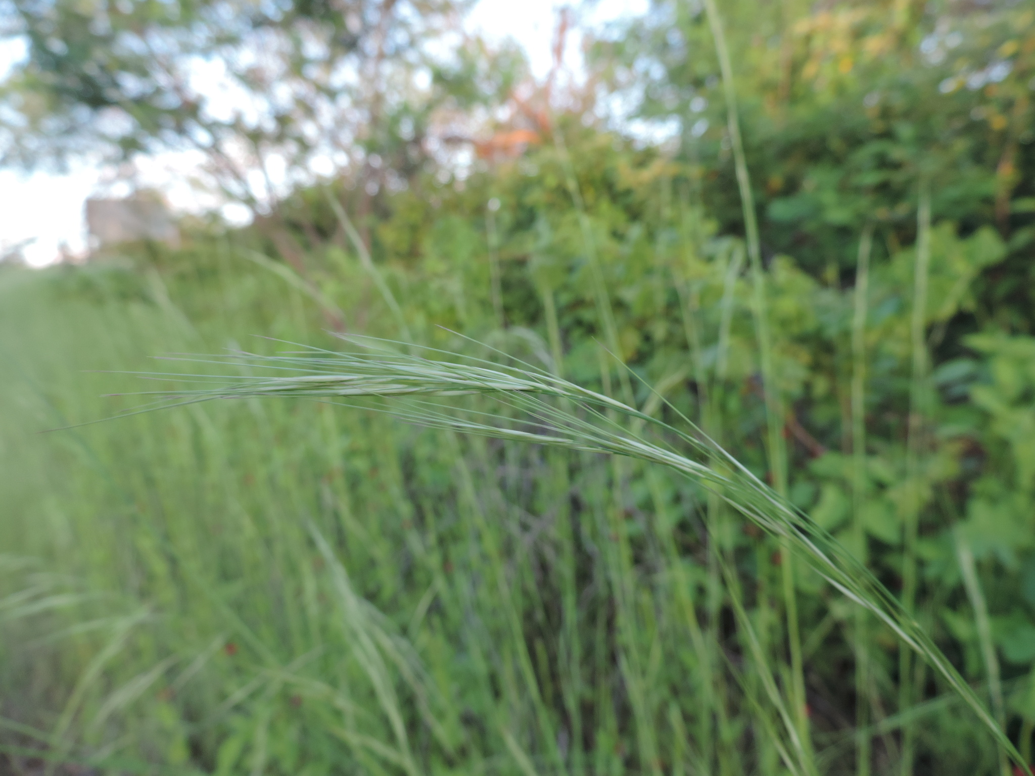 Aristida setifolia