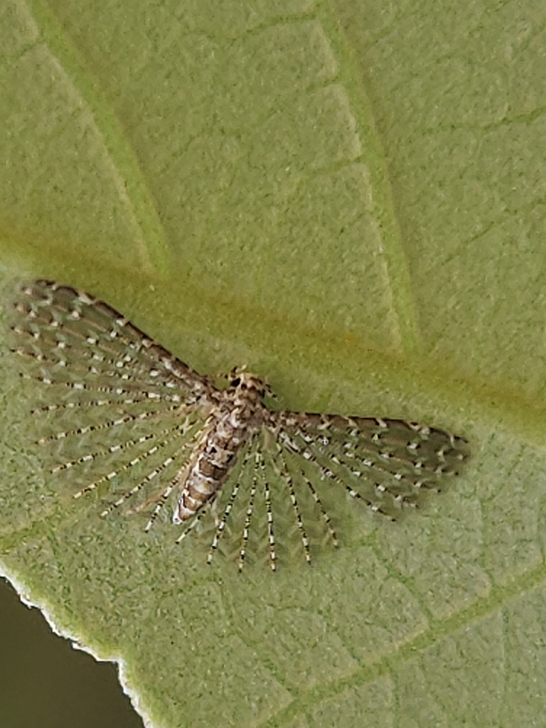 Alucita pygmaea