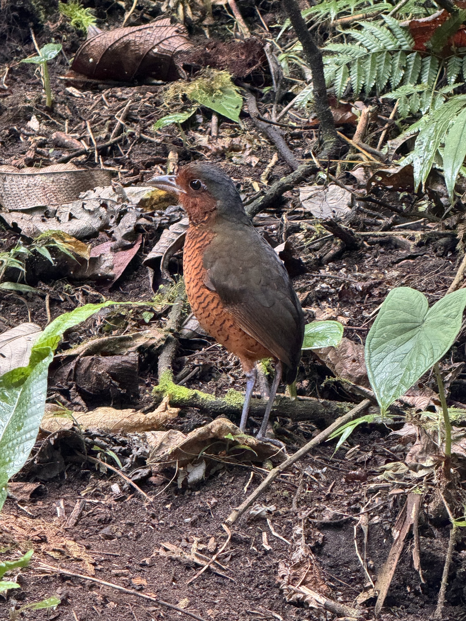 Giant Antpitta (Grallaria gigantea), photo 9