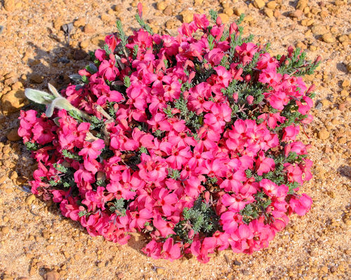 Image of Leschenaultia formosa by (c) Peter Crowcroft, some rights reserved (CC BY)
