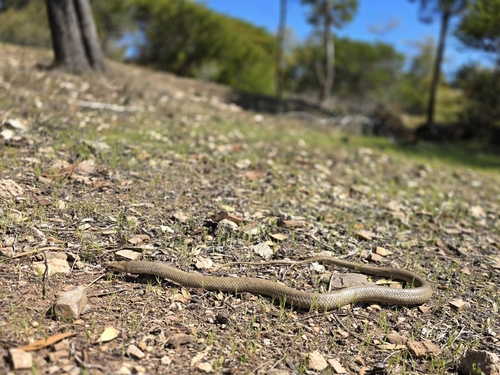 Eastern Brown Snake sighting